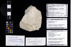 Foto (Objekt + Etikett) von Goniodromites sp.  (NHMW-GEO-2014-0194-1000)